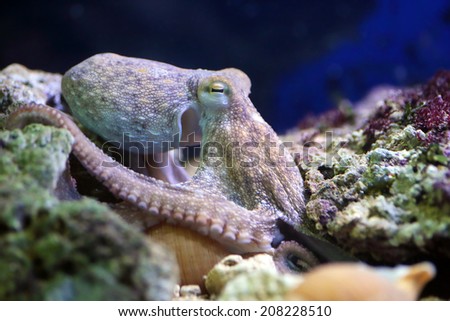 A common octopus, Octopus vulgaris, is resting on a reef. This molluscs can be found in the Mediterranean Sea and in the Atlantic Ocean