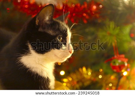 A black and white adult cat is sitting ahead a christmas pine tree decorated with lights and bubbles
