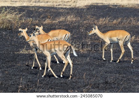 A herd of impala, Aepyceros melampus, walking on a tract of land burned in Serengeti National Park, Tanzania