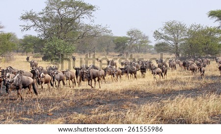Herd of blue wildebeests, Connochaetes taurinus, moving in a row during the Great Migration between Serengeti National Park, Tanzania, and Maasai Mara National Reserve, Kenya.