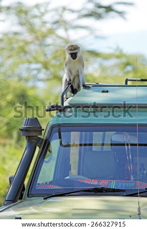 A vervet monkey, Chlorocebus pygerythrus, sitting on the canopy car of a jeep, at Serengeti National park, Tanzania