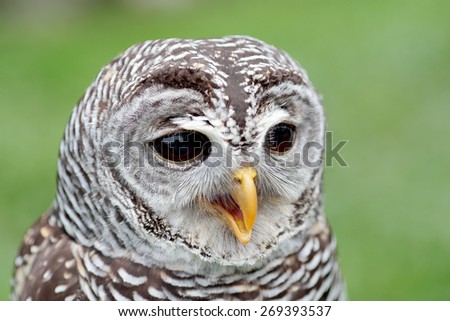 Closeup of the face of a barred owl, Strix varia, with the beak open