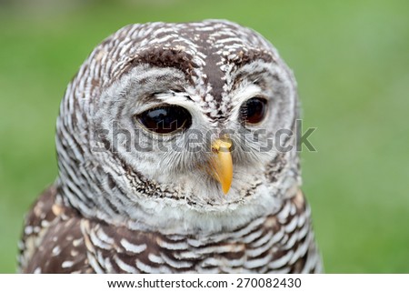 Closeup of the face of a barred owl, Strix varia, with the beak closed