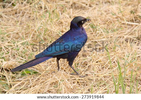 An african bird known as Cape starling or red-shouldered glossy-starling or Cape glossy starling, Lamprotornis nitens, on the ground in Serengeti National Park, Tanzania