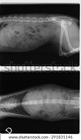 Side and top view of negative X-Ray of spinal column, chest, abdomen, pelvis and thigh bone of a female 13 years old cat