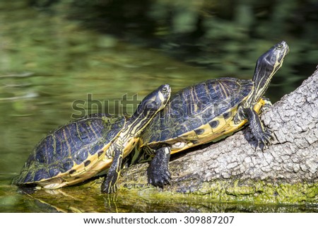 Couple of pond slider turtles, Trachemys scripta scripta, sunbathing on a dead branch in a pond. Native to the United States and Mexico is now popular in the pet trade