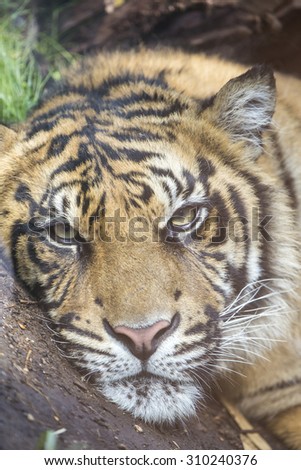 A tiger, Panthera tigris, is resting at the ground and looking at the camera. Vertical image