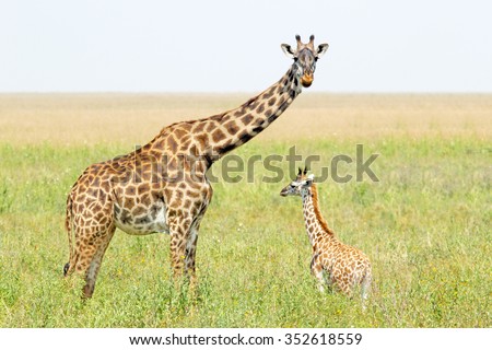 A young giraffe and his mother (Giraffa camelopardalis) in Serengeti National Park, Tanzania