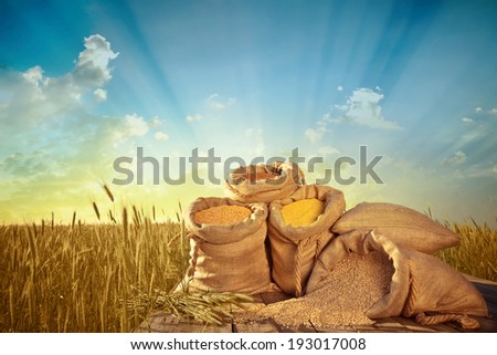 sacks of grain on the background field of ripe wheat