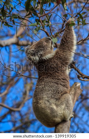 Koala Bear eating gum leaves