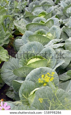 Vegetable bed of cabbage