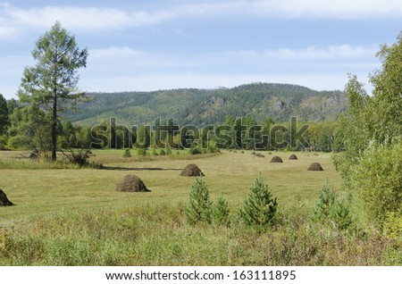 Making hay. Field with haystacks