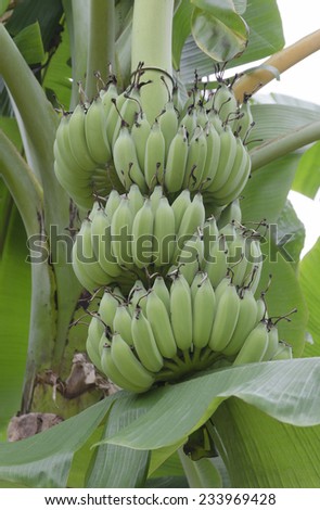 Bunches of unripe bananas (lat. Musa paradisiaca)