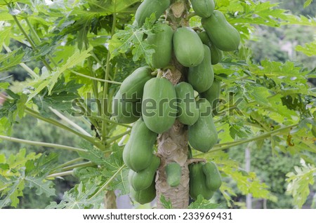 Papaya fruit on a tree (lat. Carica papaya, Caricaceae)