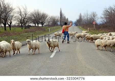 Kakheti, Georgia-March,3 2015: Shepherd leads a flock of sheep across the road