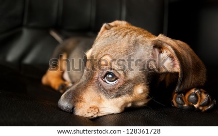 Sad puppy ii