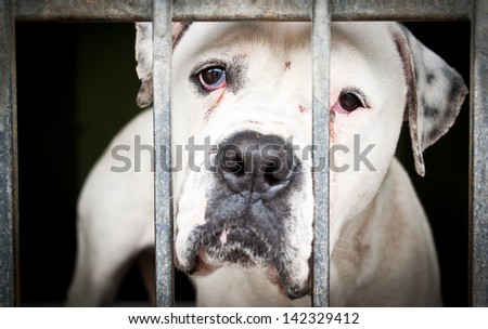 White isolated dog in a metal grid frame