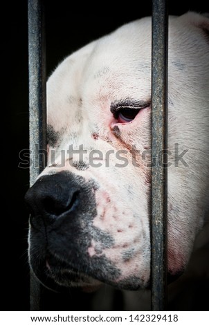 White isolated and sad dog behind grids