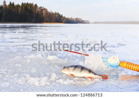 Fishing rod and caught fish lying on ice