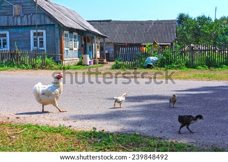 A hen with chickens feeding in the country yard