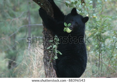 bear apples
