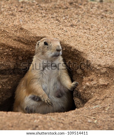 Closeup of fat prairie dog mother standing in burrow, looking to the right