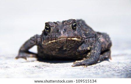 Toad with huge eyes and big mouth staring directly at camera on white background