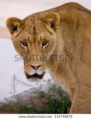 Lioness looking directly at camera; soft pink background and a few green plants for highlight