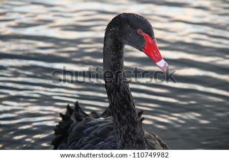Black swan with rain droplets glistening on head and neck, bright red beak, narrow depth of field; closeup of long neck and head