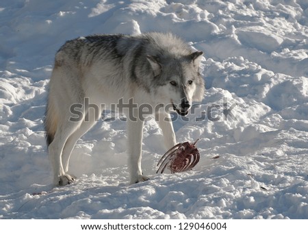 Grey wolf eating from a carcass in Yellowstone National Park