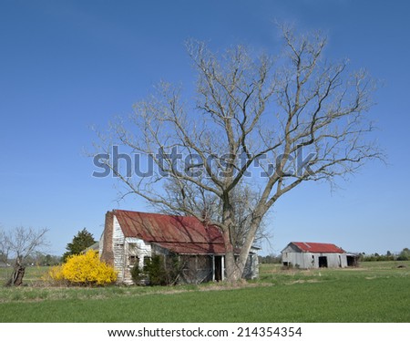 Abandoned farm shows signs of Spring with beautiful Forsythia in full bloom.