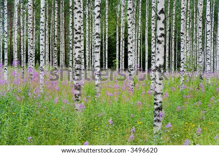 Aspen Tree Background