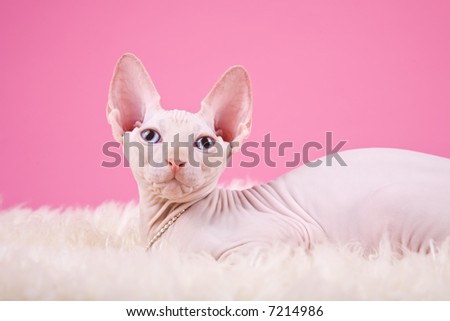 Kitten in studio on a pink background