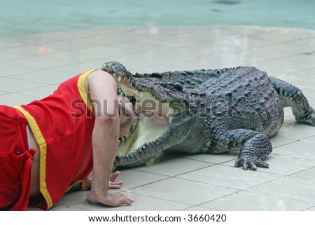 A keeper at a zoo in Thailand places his head in the jaws of a large crocodile