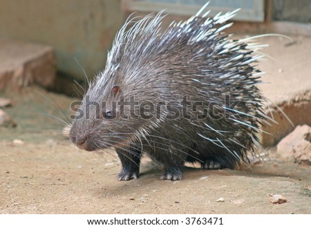 A Malayan Porcupine with its needle sharp spines