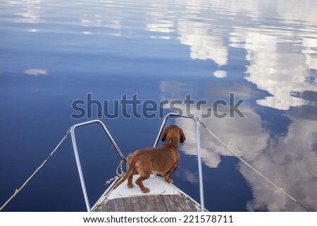 A funny Dog on a boat for a ride. Looking to the cloud`s reflection in the water