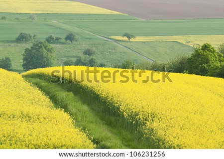 Oilseed rape  Fields in a rolling landscape