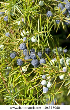 Ripe and unripe juniper berries on a branch with needle-leaves