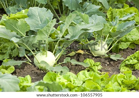 Two fresh kohlrabi in a vegetable patch