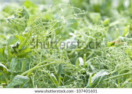 Close up of pea plants with tendrils in a vegetable garden