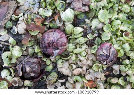 Sprouts leaves and red onions on a compost heap