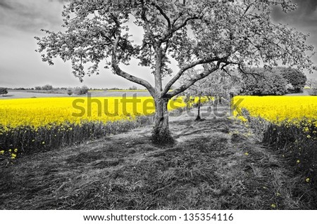 Shining yellow oilseed rape fields in a black and white landscape