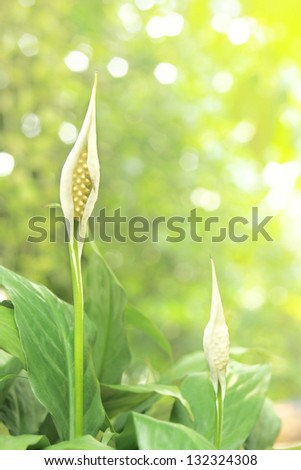 spathiphyllum with leaves background in the garden (Peace Lily)