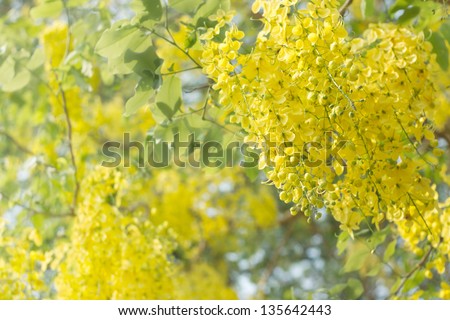 Golden Flower or Cassia Fistula, national flower of Thailand.