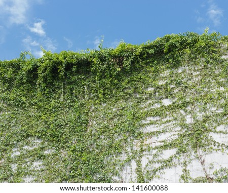 Overgrown green Creeper on  house with blue sky background.