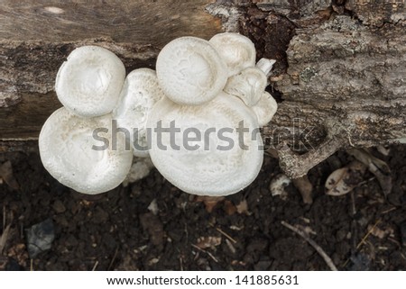 White mushrooms on a log of wood decay.