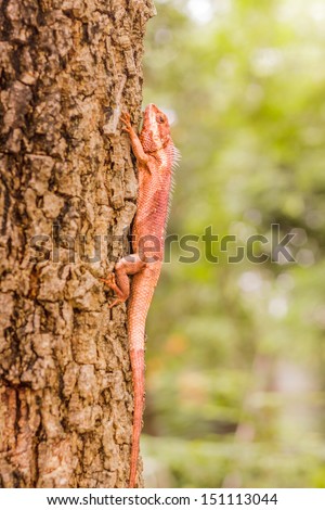 Brown lizard , tree lizard, details of lizard skin stick on the tree ,lacerta viridis.