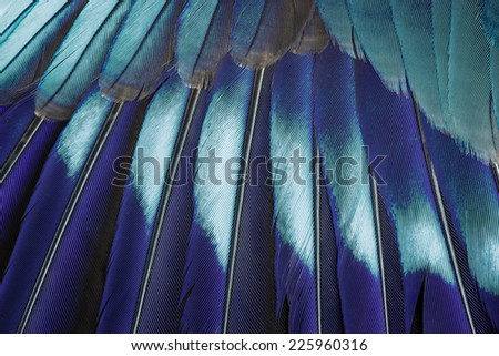 Closeup blue feather background.
