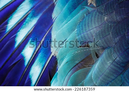 Closeup blue feather background,selected focus.