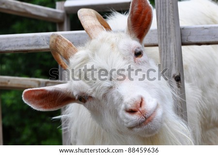 Young goat with head cocked